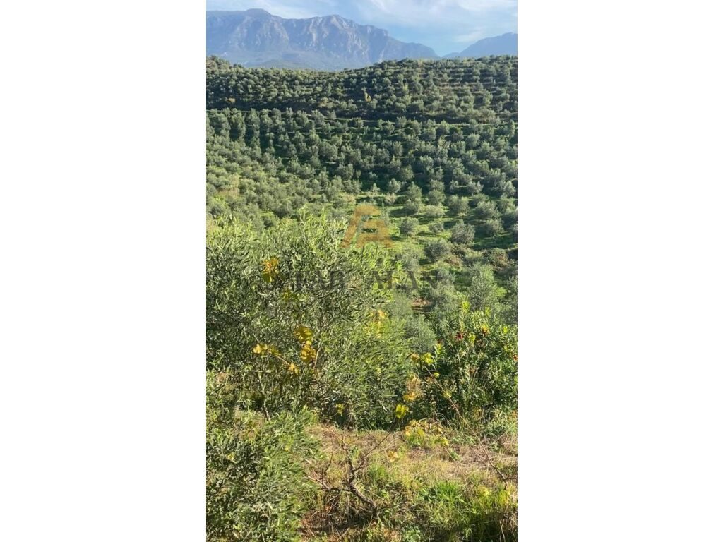 TEK LIQENI I CERKEZES TOKE PER SHITJE!