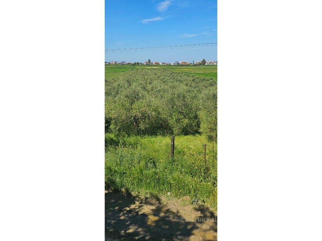 Shitet ose Nderrohet Toke Are 4000 m2 Me 400 Rrenje Ullinj Spanjoll, 15 Vjecare !!! 3