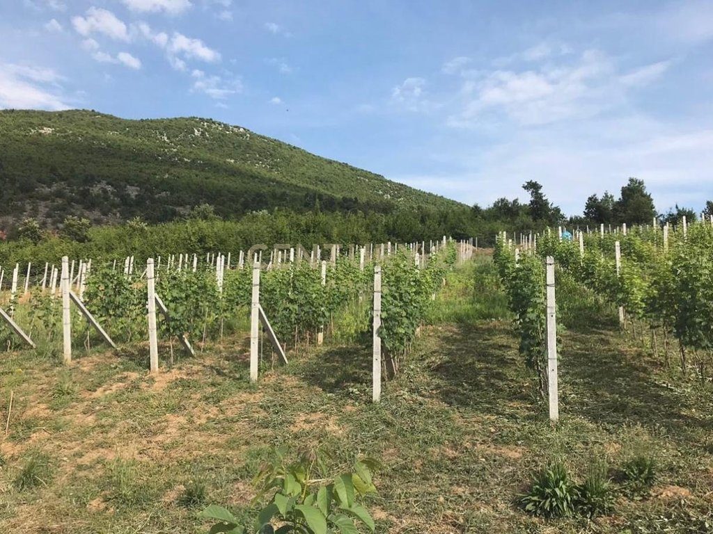 COMPLEX FOR SALE WITH VINEYARD, WINE CELLAR, RESTAURANT AND ACCOMMODATION – 13,200 M² IN BYSHEK, ELBASAN 4