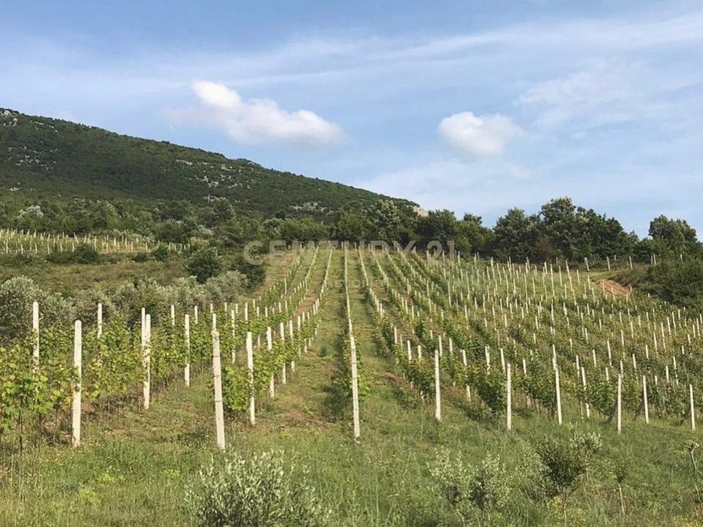 COMPLEX FOR SALE WITH VINEYARD, WINE CELLAR, RESTAURANT AND ACCOMMODATION – 13,200 M² IN BYSHEK, ELBASAN 3