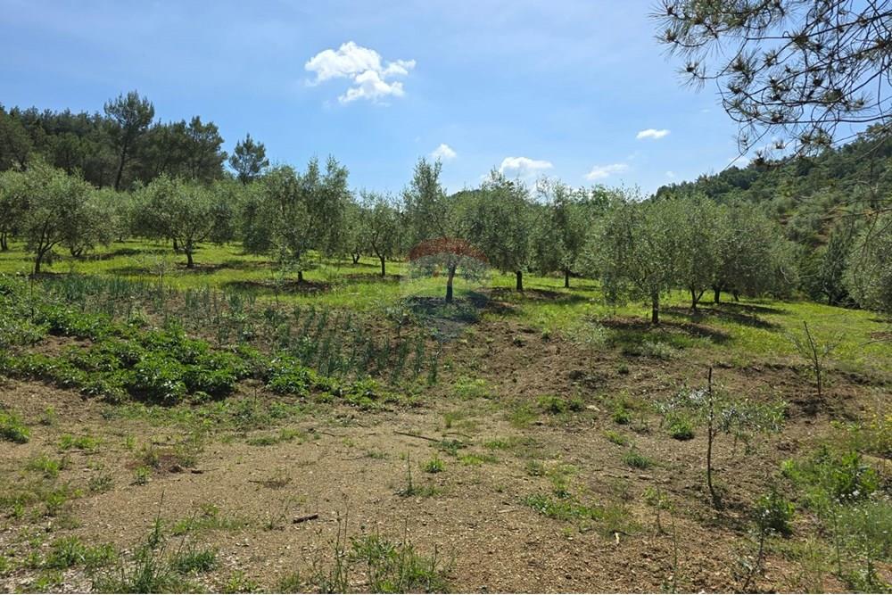Toke Bujqesore - Në Shitje - Petrelë, Tiranë