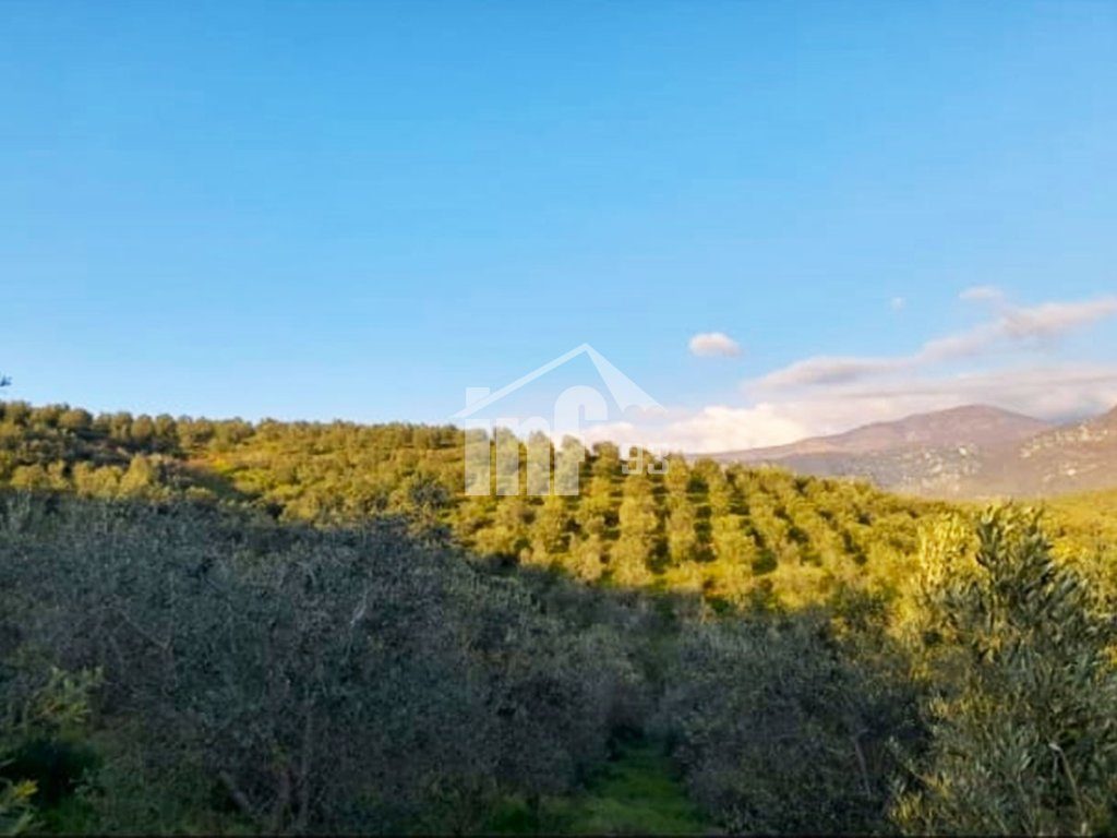 NE MAMURRAS, 2 KM LARG QYTETIT