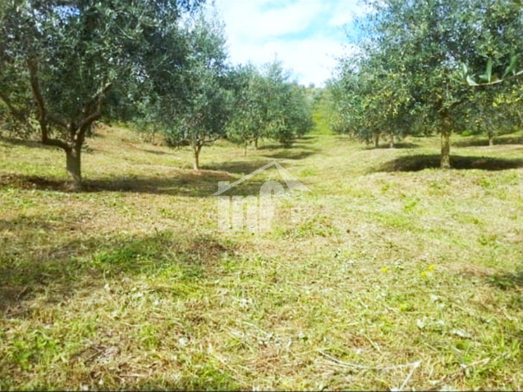 NE MAMURRAS, 2 KM LARG QYTETIT