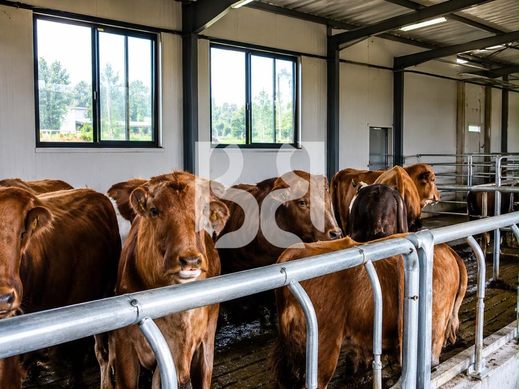 FERME– AGROTURIZEM ME VILA DHE TOKE NE SHITJE PRANE RINASIT 4